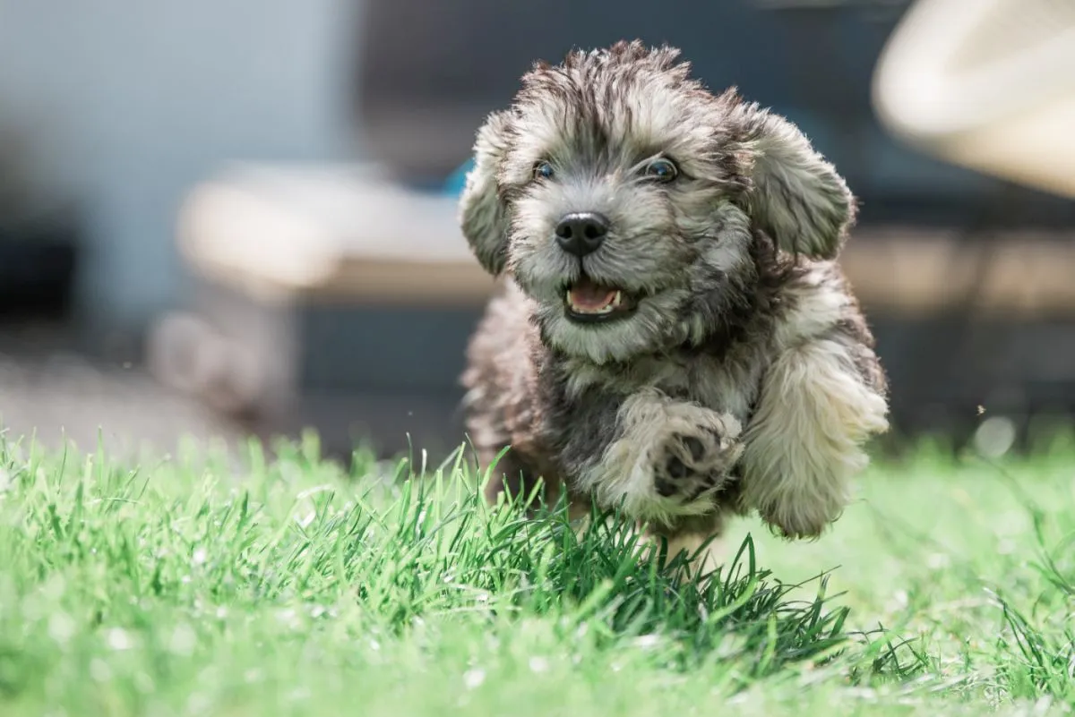 Dandi Dinmont Terrier cucciolo