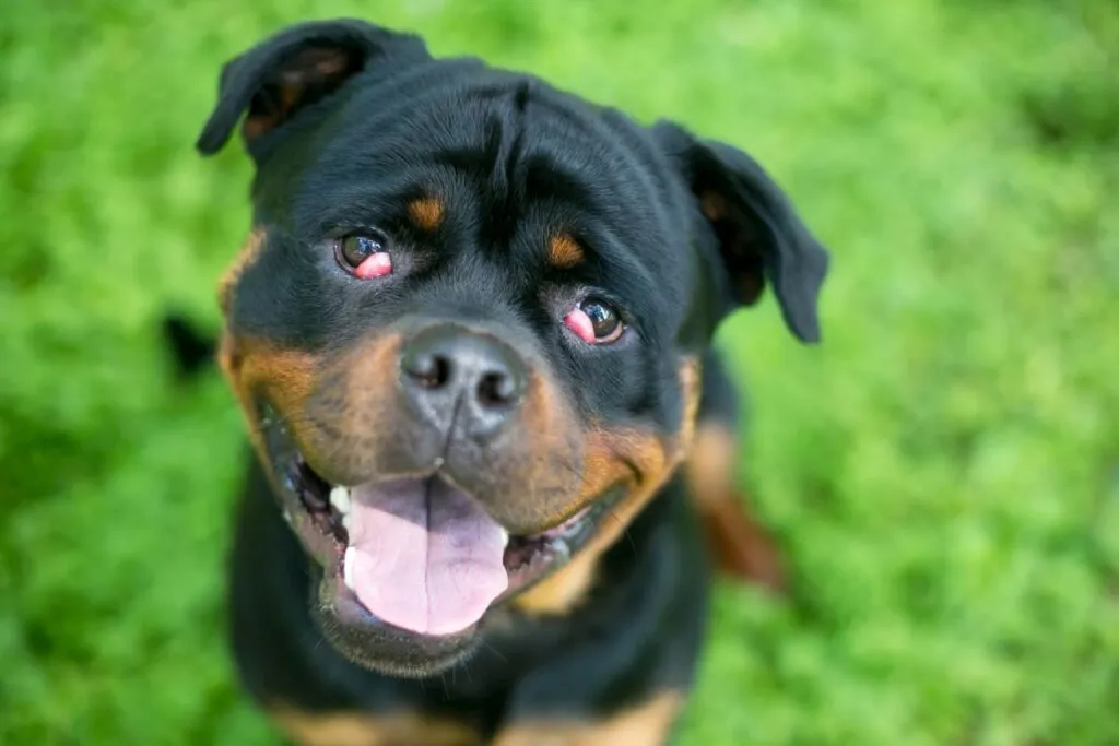 cane con occhio a ciliegia