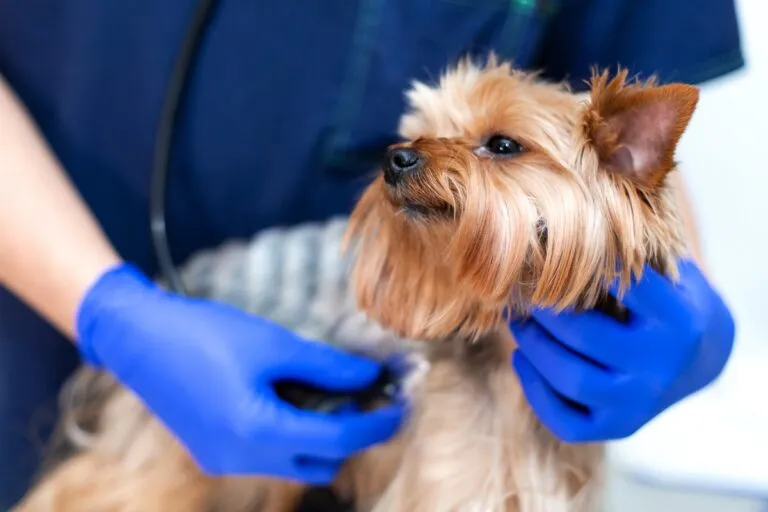 veterinario visita cane