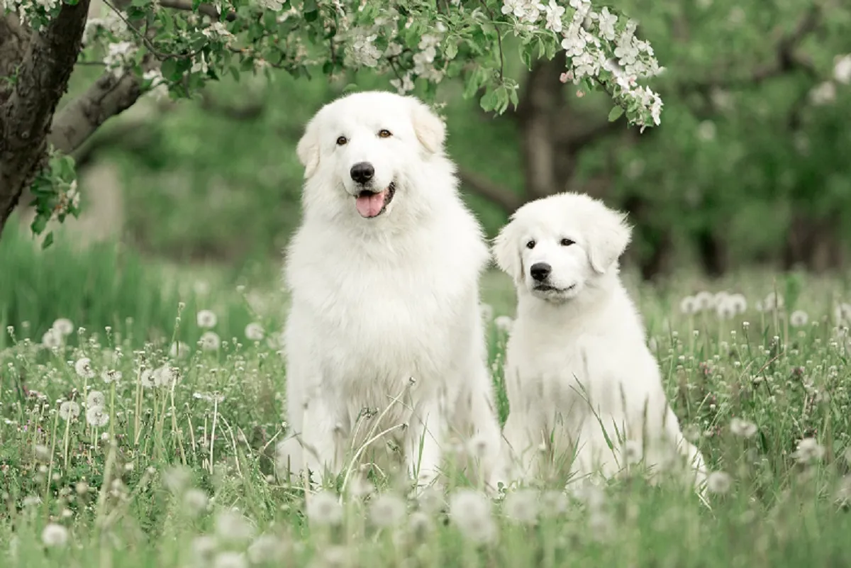 cane maremmano con cucciolo