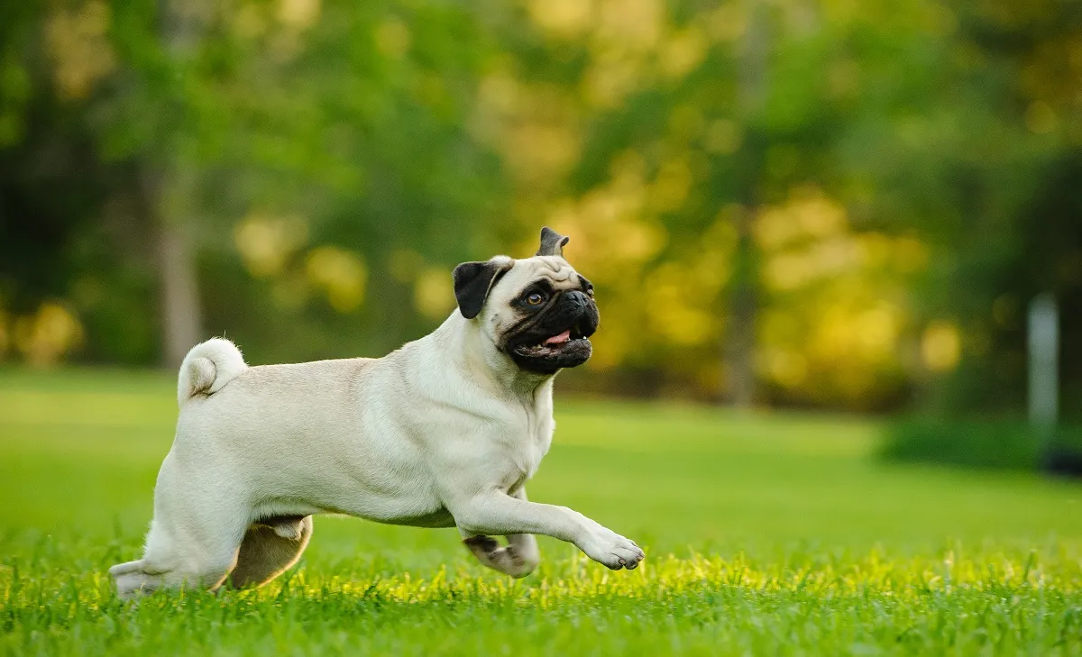 cane corre in giardino