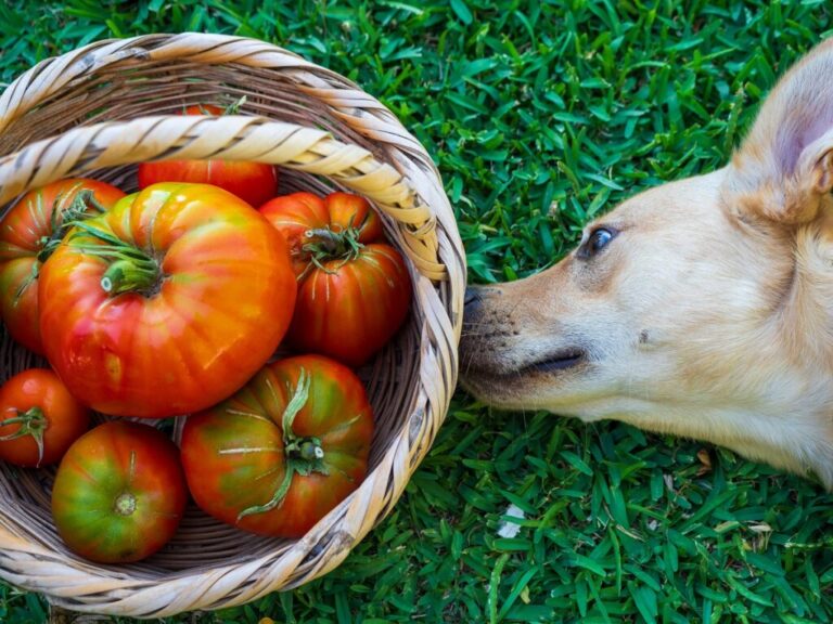 cani possono mangiare pomodori?
