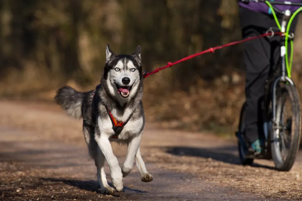 Husky dog scootering