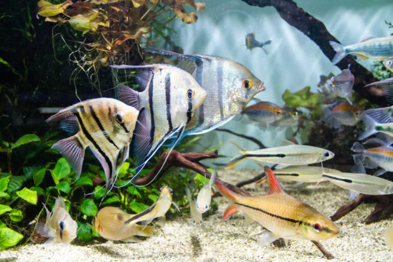 pesci acqua dolce in acquario