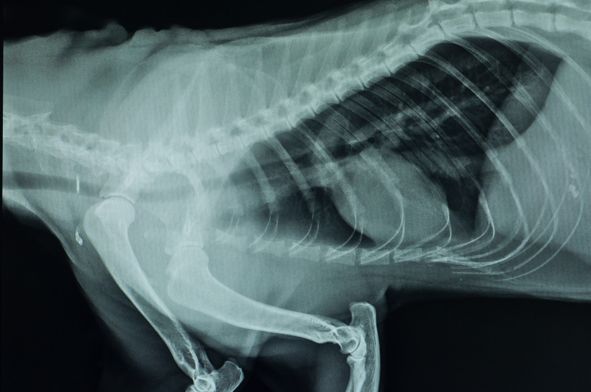 radiografia torace cane