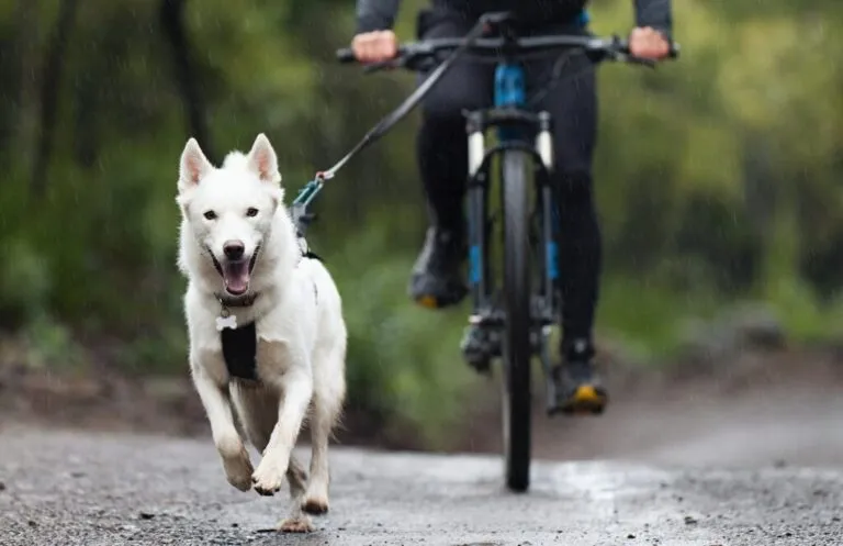 sport cani da traino