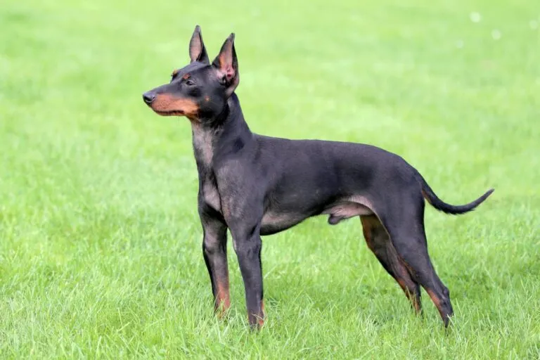 English Toy Terrier