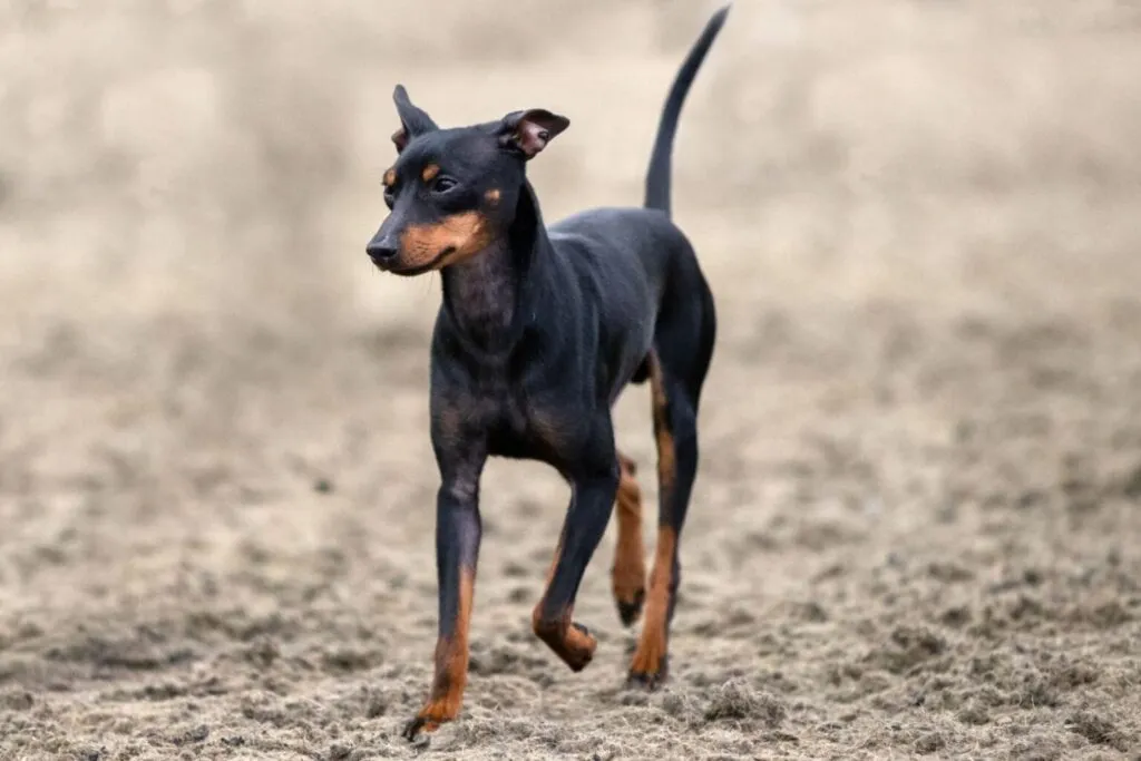 English Toy Terrier fa sport