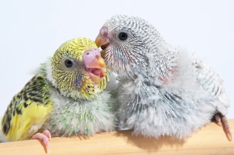 Polyomavirus nei pappagalli