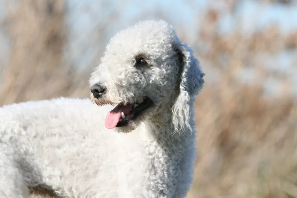 bedlington terrier bianco