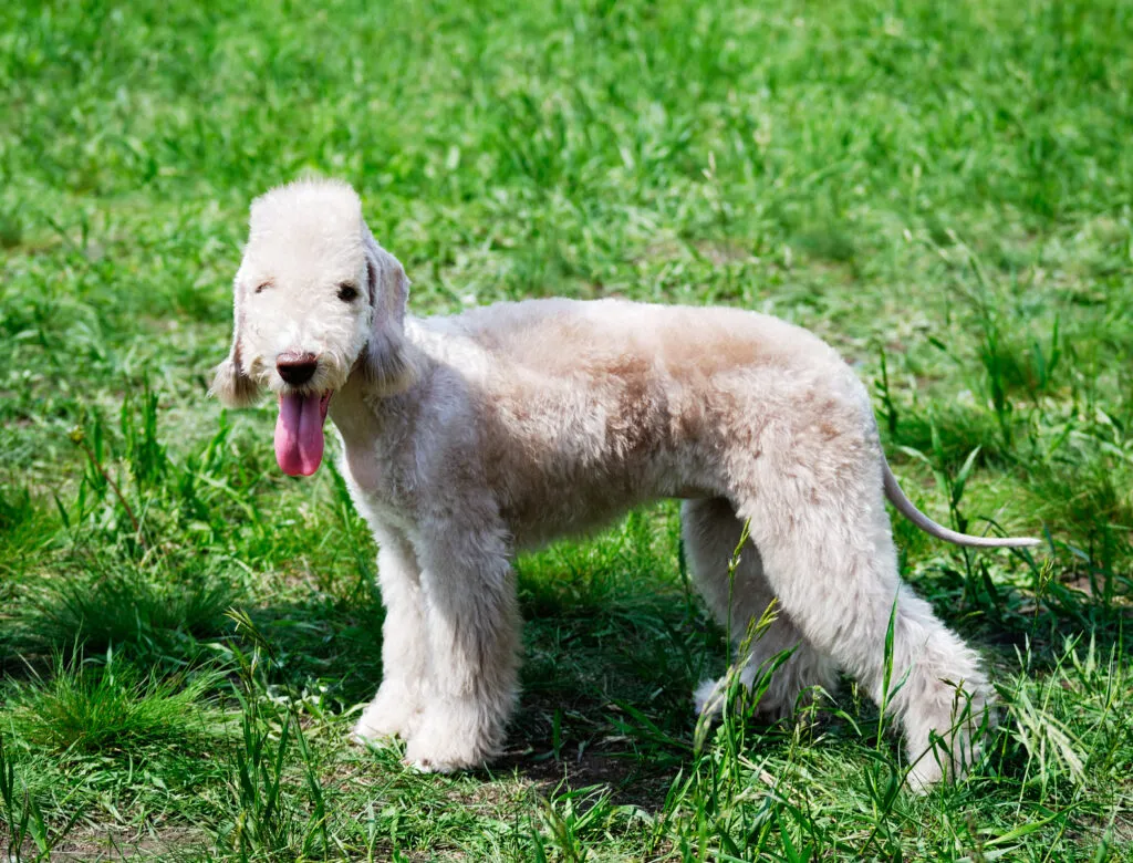 bedlington terrier in giardino