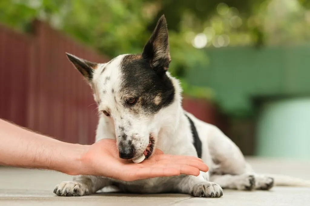 cane con malattia autoimmune riceve farmaci