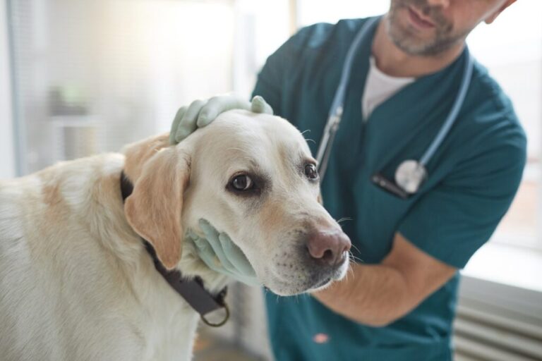 cane con malattia autoimmune dal vet