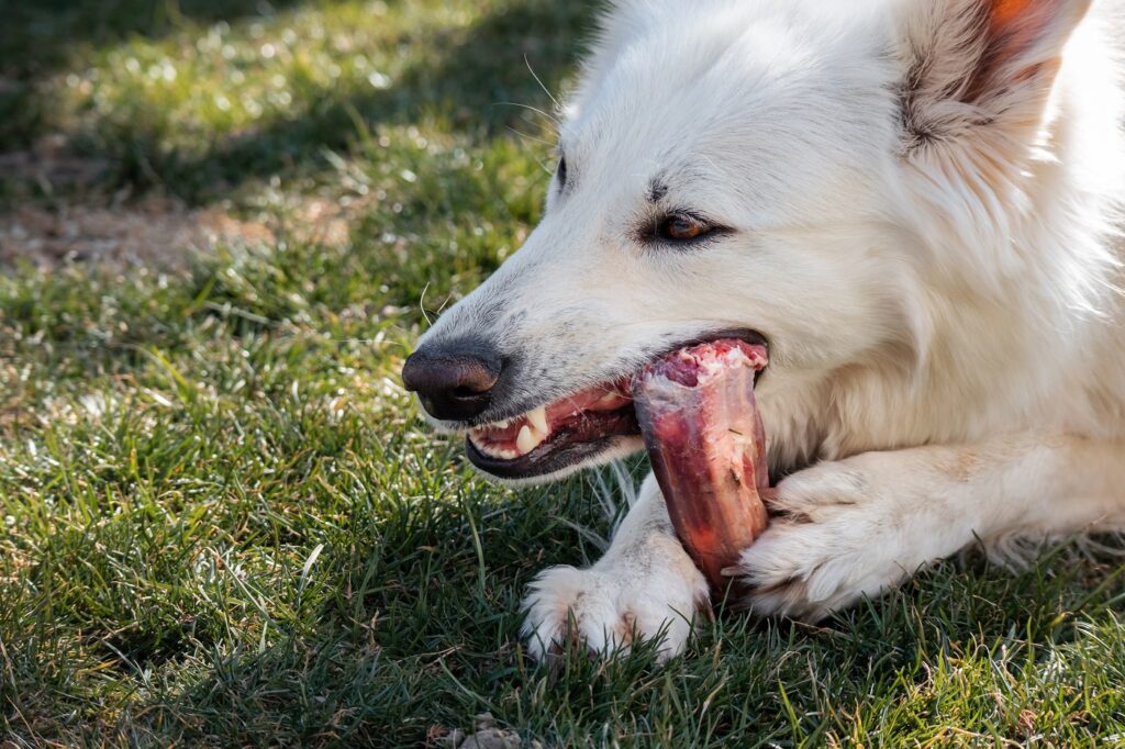 cane mangia osso