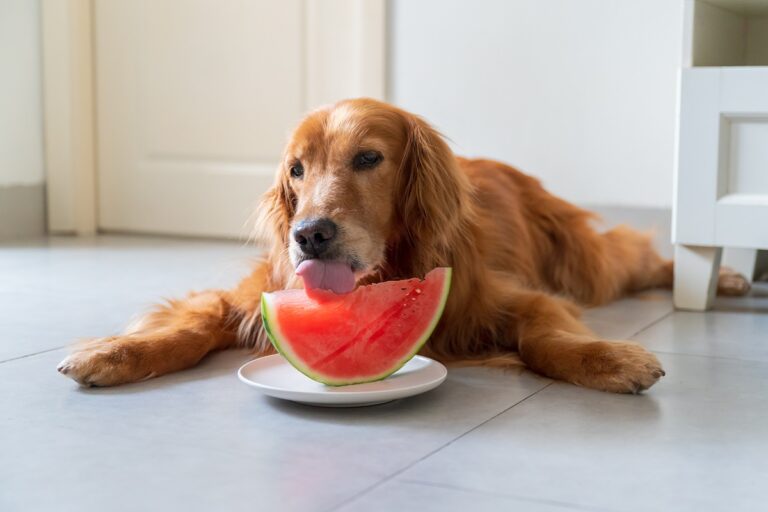 cane può mangiare anguria?