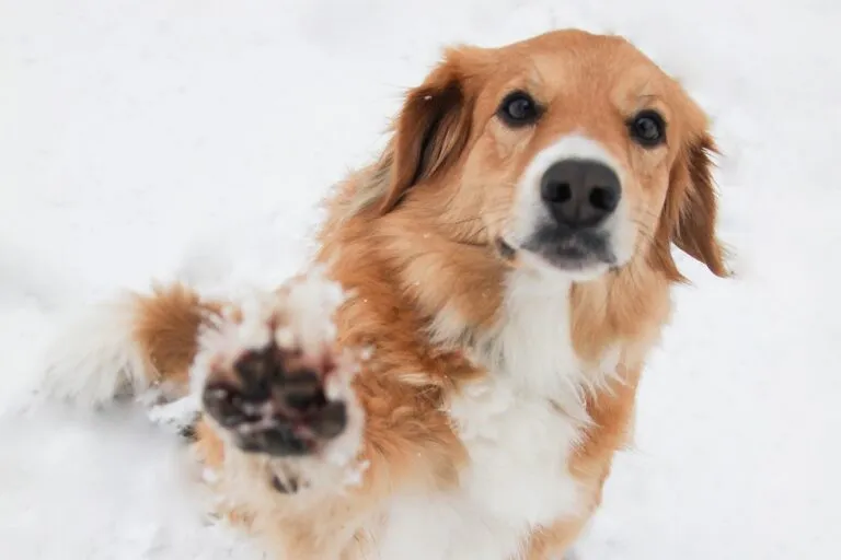 cane sulla neve