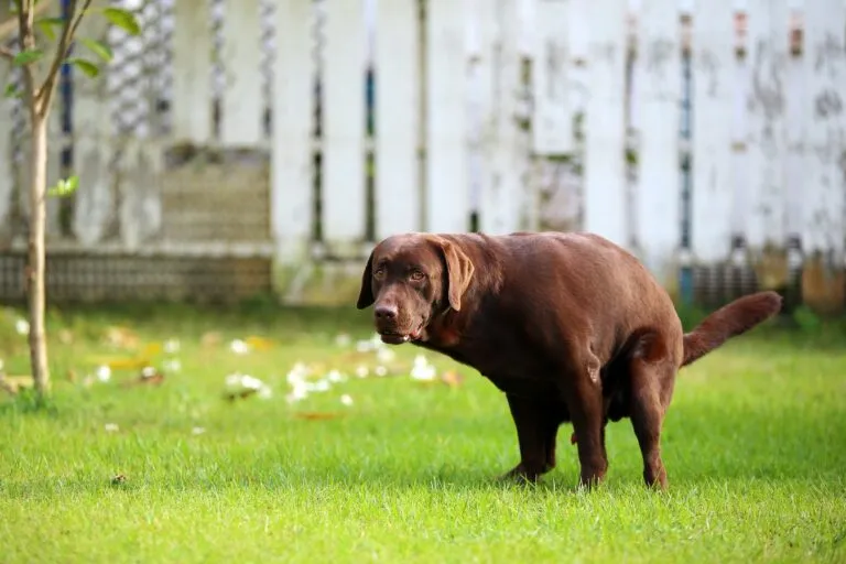 feci del cane