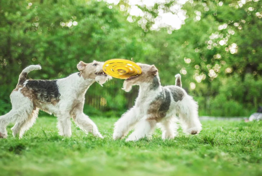 due Fox Terrier a pelo ruvido giocano