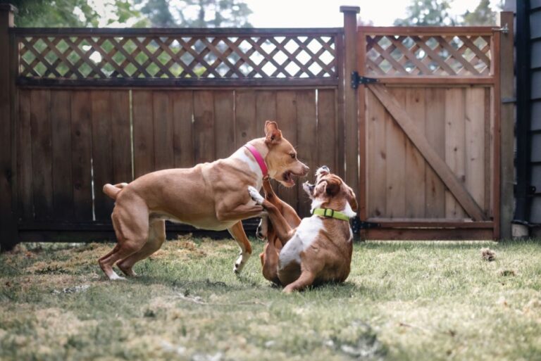 Cane morso da altro cane: cosa fare?