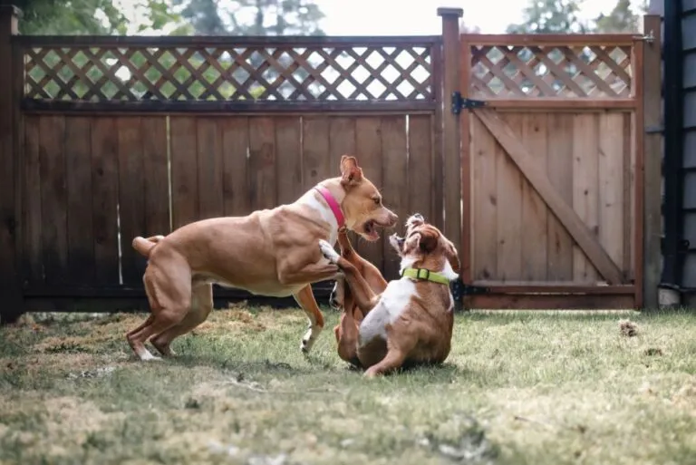 Cane morso da altro cane: cosa fare?