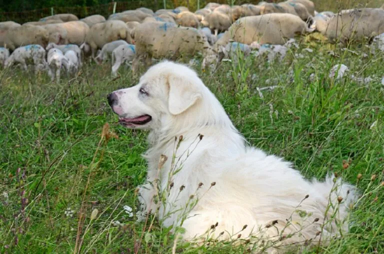 cani da guardiana