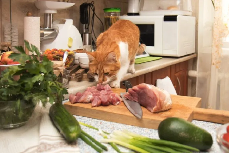 Cibo fatto in casa per gatti