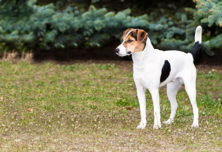 Fox Terrier a pelo liscio