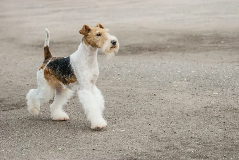 Fox Terrier a pelo ruvido