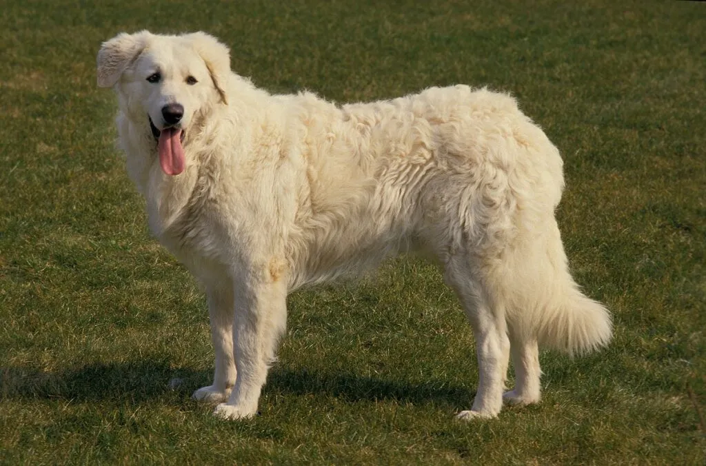 KUVASZ dell'ungheria