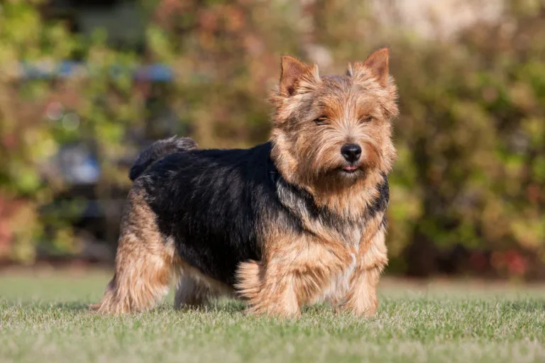 Norwich Terrier