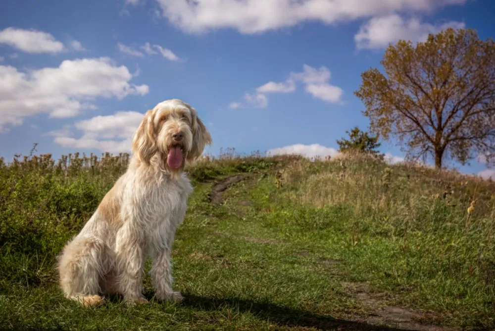 spinone italiano in collina