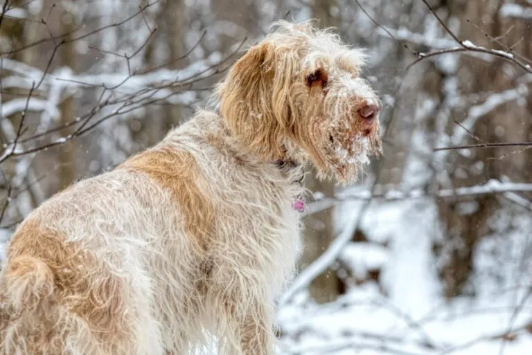 Spinone Italiano