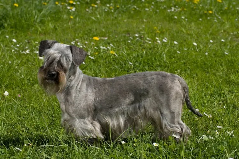 Terrier Boemo