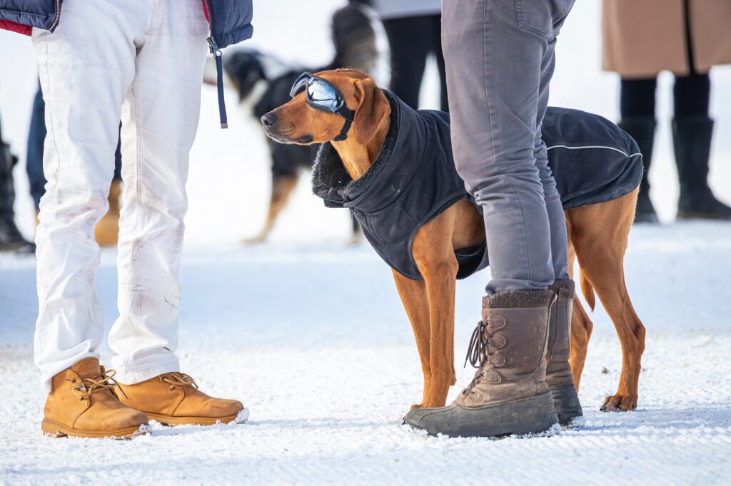 cane con occhiali da sole sulla neve