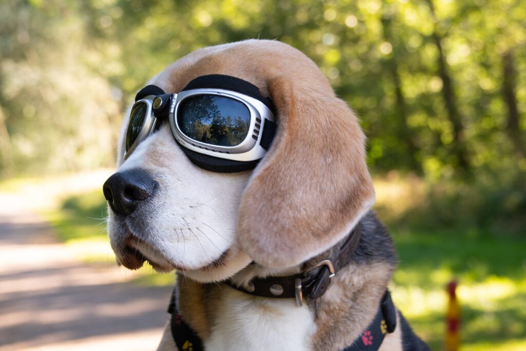 cane con occhiali per sidecar