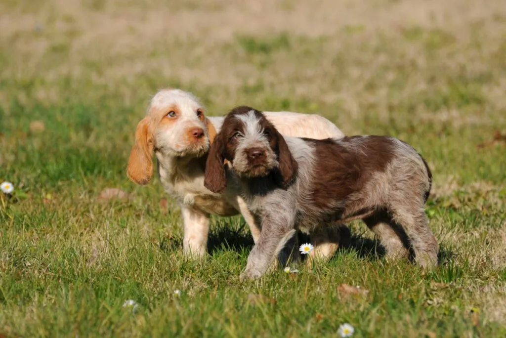 cuccioli spinone italiano