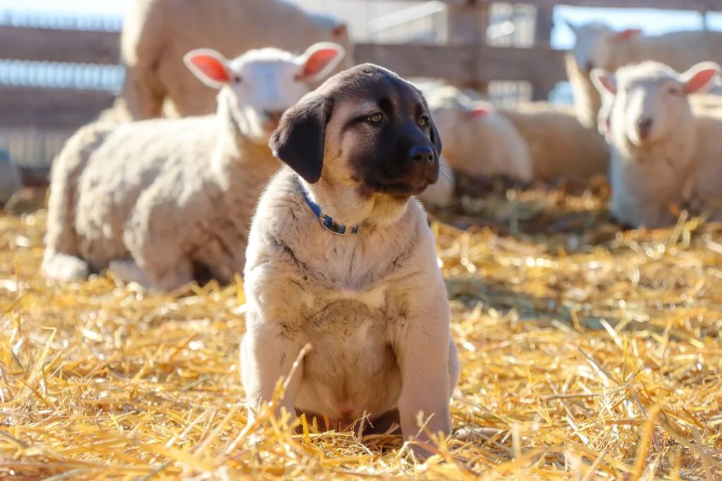 cucciolo Kangal