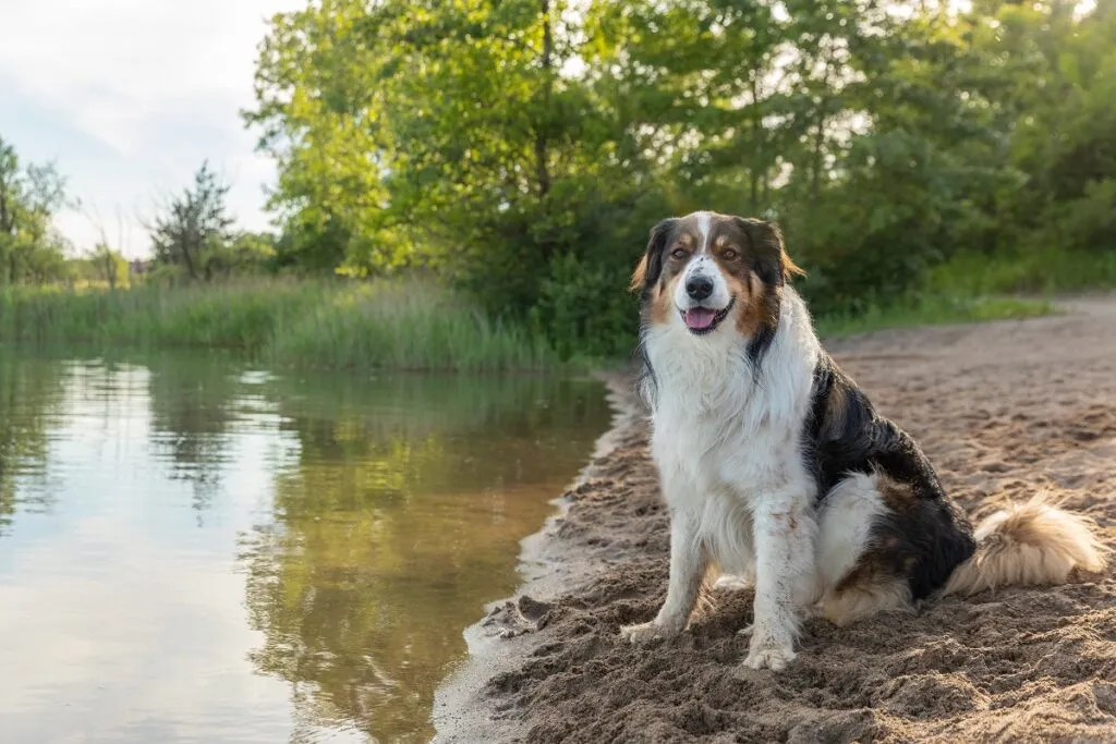 English Shepherd al lago