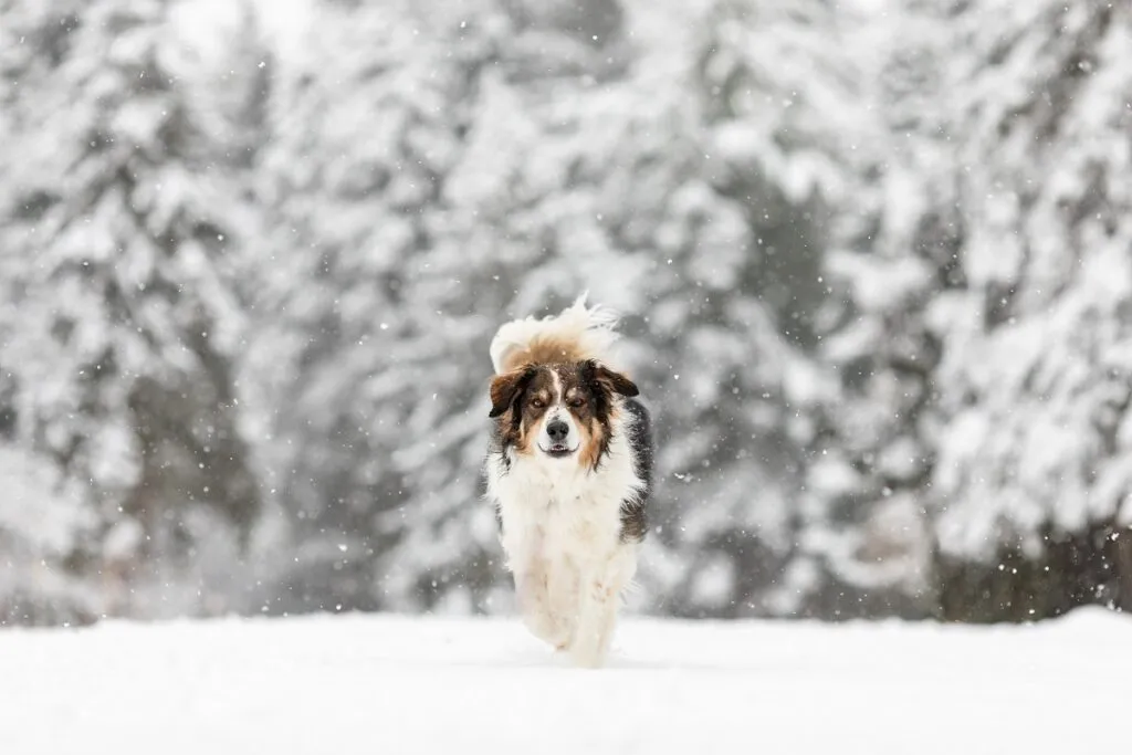 English shepherd nella neve