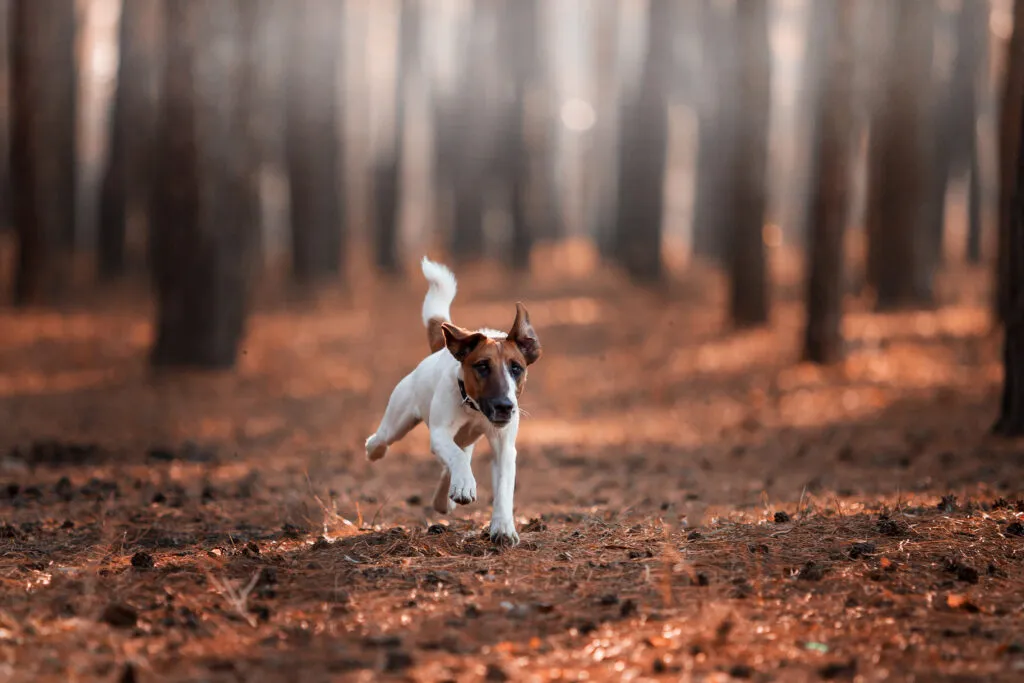 fox terrier a pelo liscio corre nel bosco