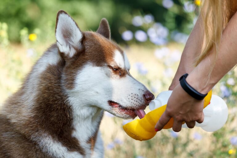 frullato per cani