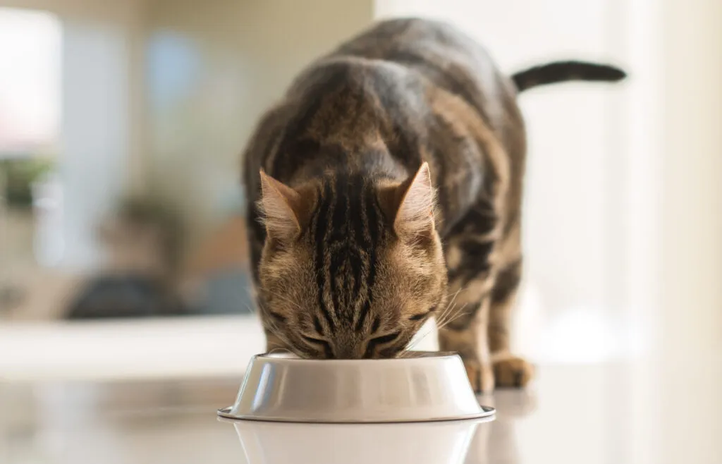 gatto mangia cibo da ciotola