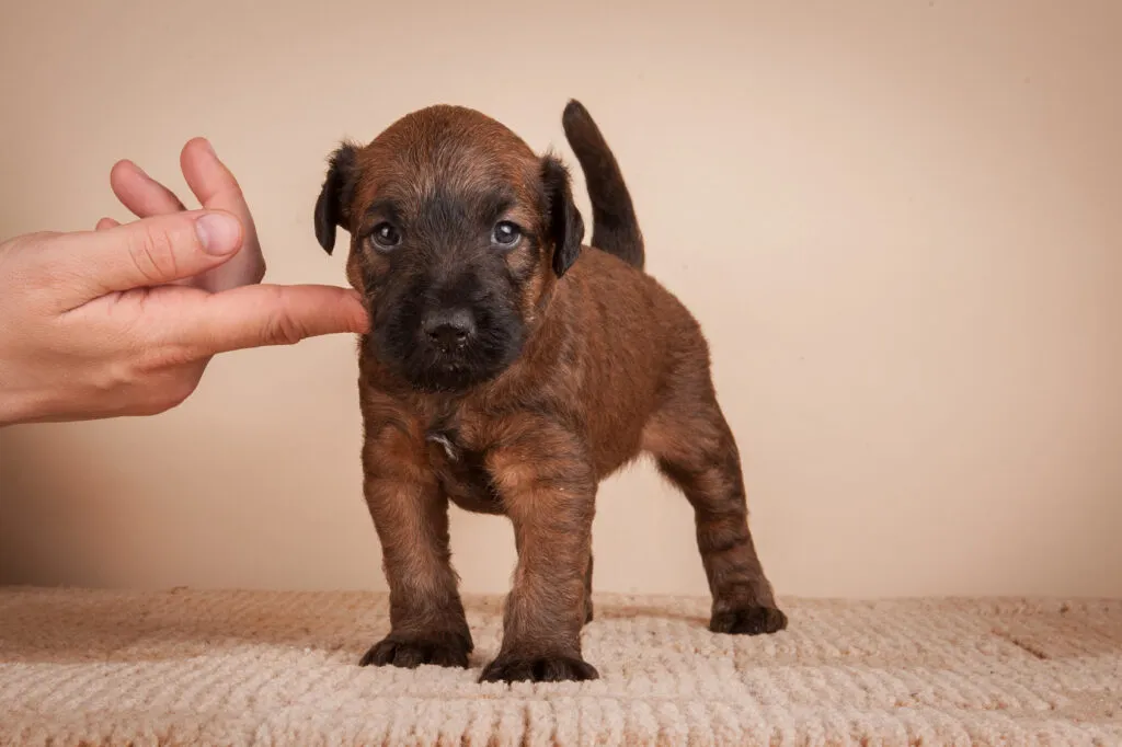 irish terrier cucciolo