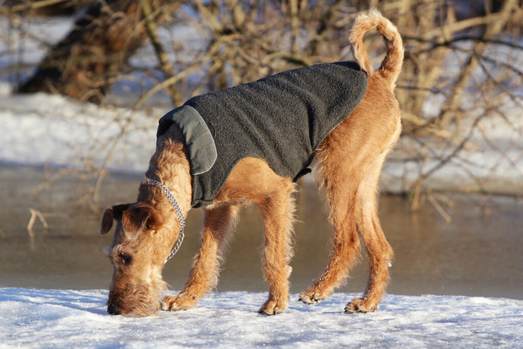 irish terrier sulla neve