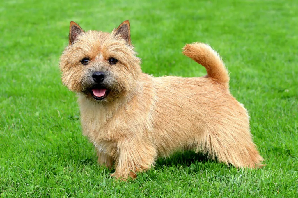 norwich terrier in giardino