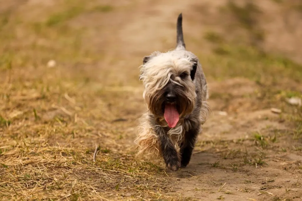 terrier boemo pelo vista