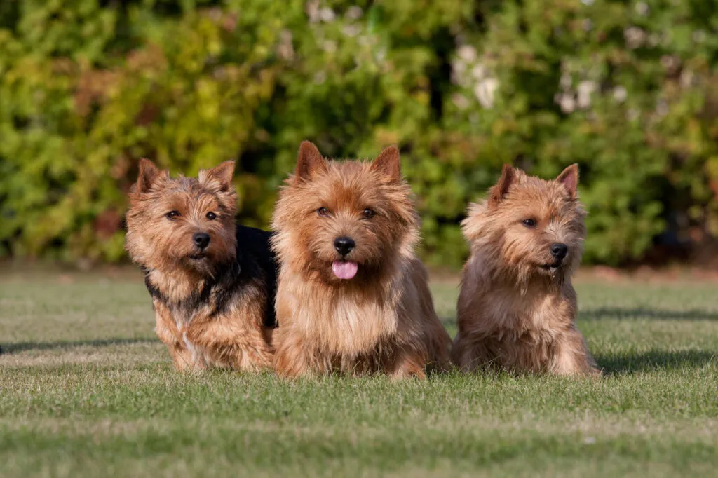 tre norwich terrier