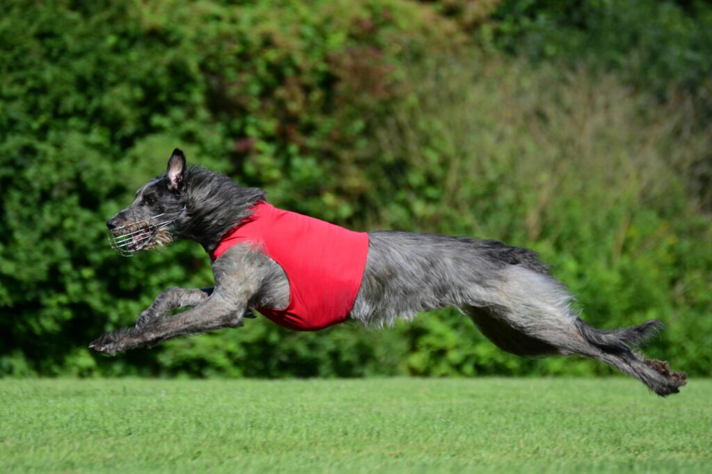 Deerhound corre