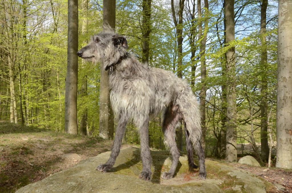 Deerhound nel bosco