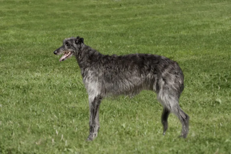 Deerhound